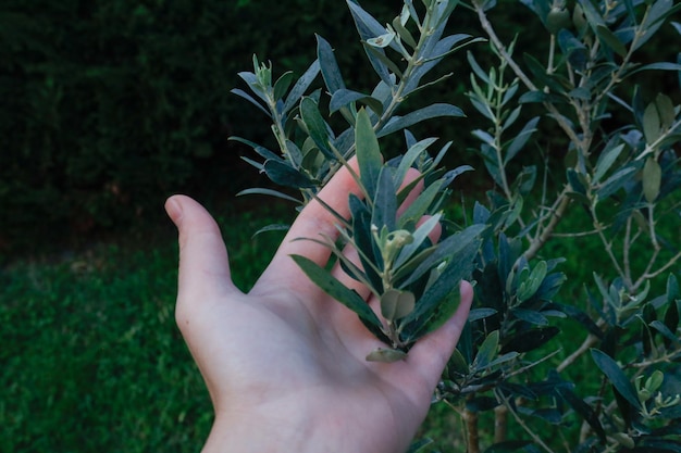 Hojas verdes jóvenes en una rama de un olivo en el jardín en primavera. Olivo.