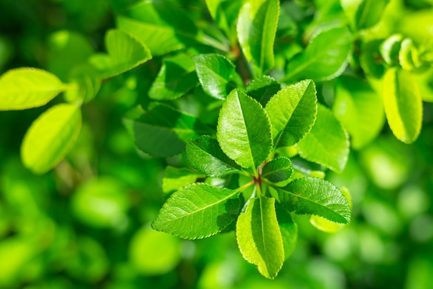 hojas verdes jugosas rama cerrar verano fondo frondoso primavera brillante tupido banner