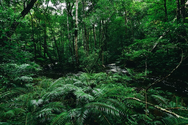 hojas verdes en la jungla oscura