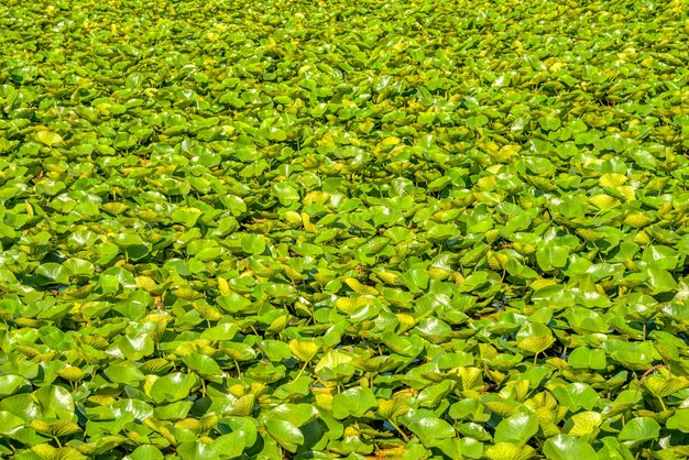 Hojas verdes de lirio de agua blanco en la superficie del agua de un lago