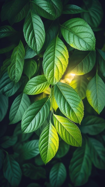 Hojas verdes con la luz del sol brillando a través