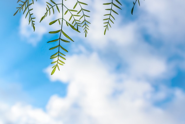 hojas verdes con la luz del sol contra el cielo azul y las nubes ...