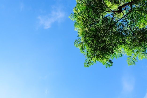 hojas verdes con la luz del sol contra el cielo azul.