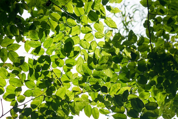 Hojas verdes en la luz del sol