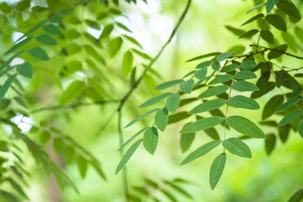 Hojas verdes con luz solar y sombra, verano primavera ceniza follaje bokeh