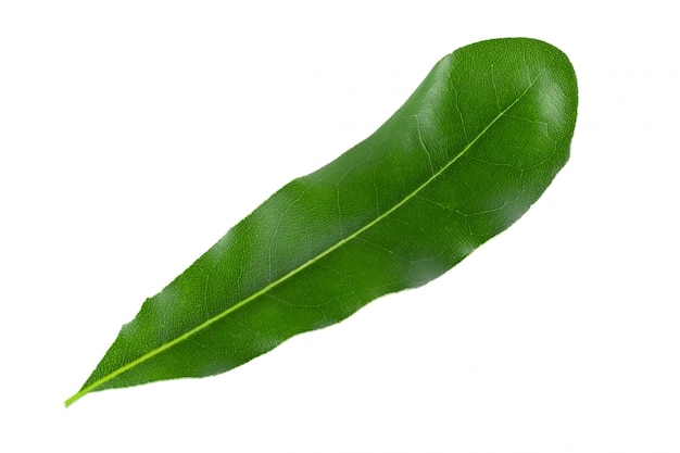 Hojas verdes de la macadamia aisladas en un fondo blanco