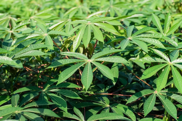 Hojas verdes de mandioca en rama de árbol