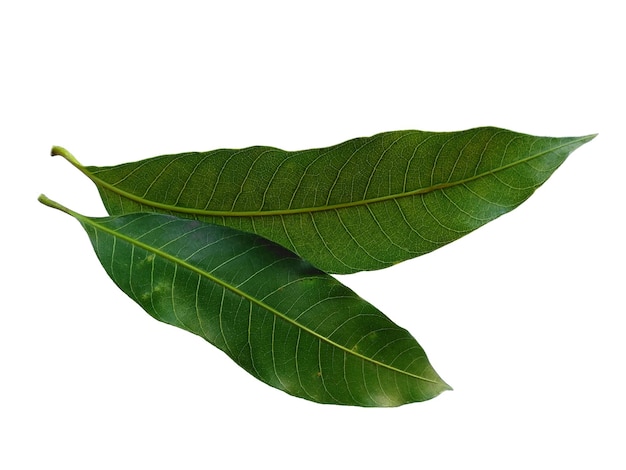 Hojas verdes de Mangifera indica o mango sobre fondo blanco Planta con hojas verdes