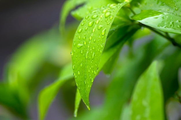 Hojas verdes de manzana de agua con foco seleccionado de salpicaduras de agua para el fondo natural