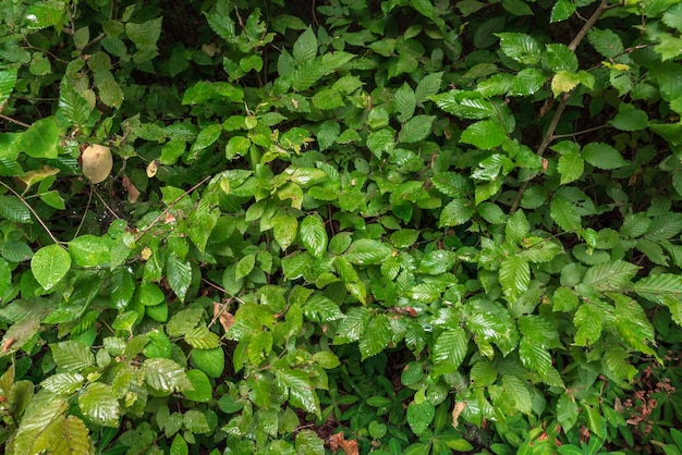 Hojas verdes mojadas después de la lluvia