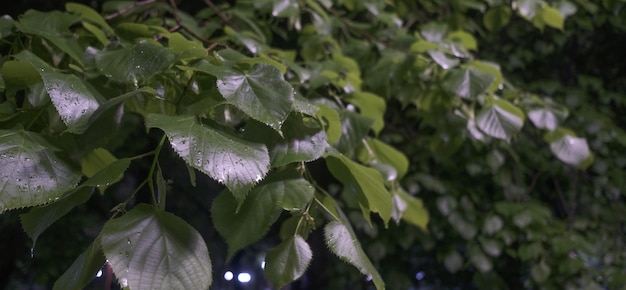 Hojas verdes mojadas en la noche en el parque