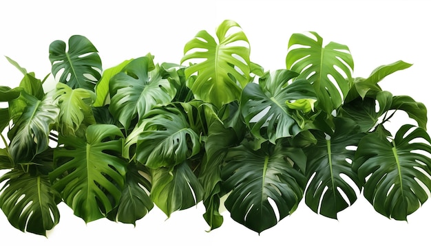 Foto hojas verdes de monstera epipremnum nativa aisladas de fondo blanco