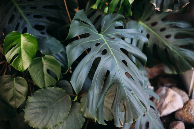 Hojas verdes de Monstera o Monstera Deliciosa