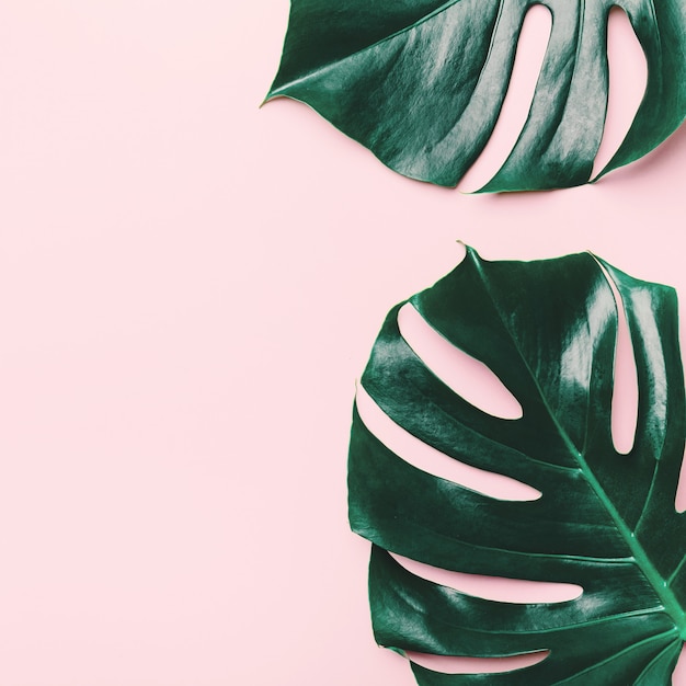 Hojas verdes de monstera en rosa.