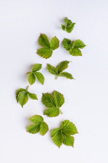 Hojas verdes de mora esparcidas en la distancia sobre un fondo blanco.