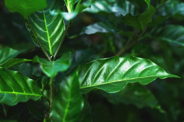 Hojas verdes naturales Textura de fondo hojas