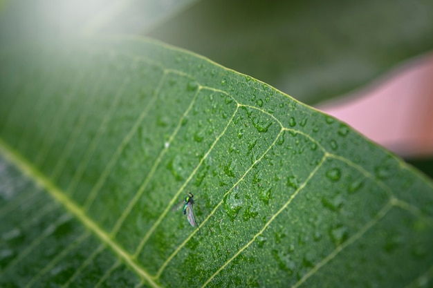 Hojas verdes naturales