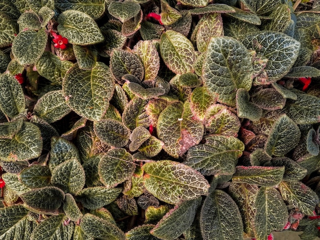 Las hojas verdes de la naturaleza en el jardín