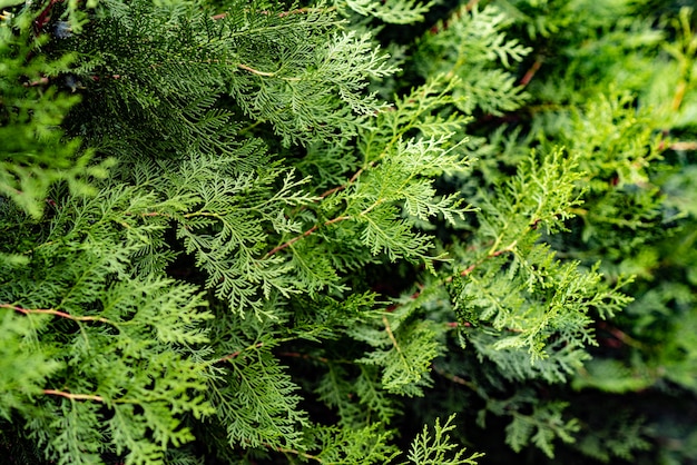 Hojas verdes de Navidad de árboles Thuja