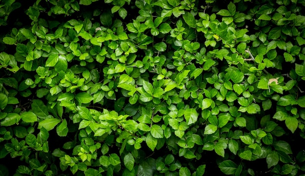 Hojas verdes o fondo verde arbusto