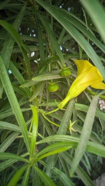 hojas verdes de oleander amarillo y brote de flor