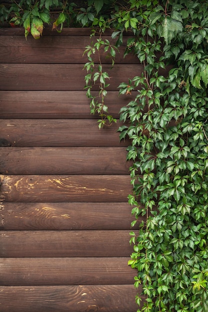 Hojas verdes de otoño sobre fondo de madera con espacio de copia.