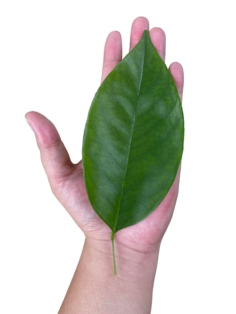 Foto hojas verdes en la palma de la mano aisladas en un fondo transparente