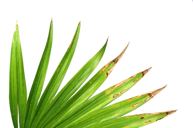 Hojas verdes de palmera aislado sobre fondo blanco.