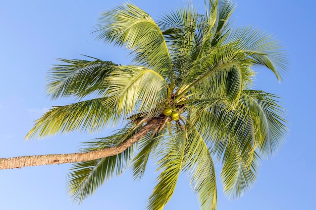 Hojas verdes de palmera de coco contra el cielo azul Concepto de viaje de naturaleza