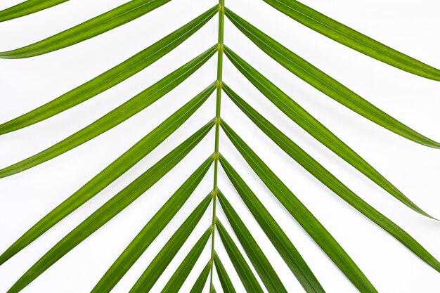 Hojas verdes de la palmera en el fondo blanco