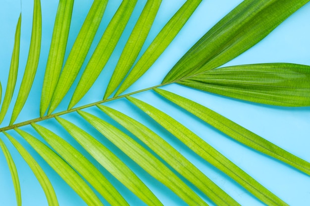 Hojas verdes de palmera sobre fondo azul