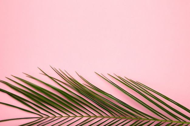 Foto hojas verdes de palmera sobre fondo rosa con espacio de copia