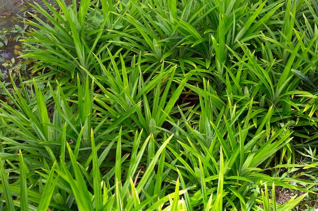 Foto hojas verdes de pandan en el jardín