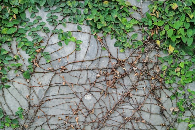 Hojas verdes en la pared. Planta exterior en cemento de pared.