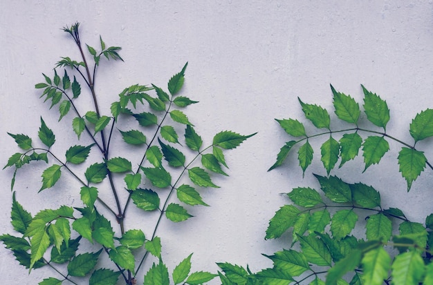 hojas verdes en una pared