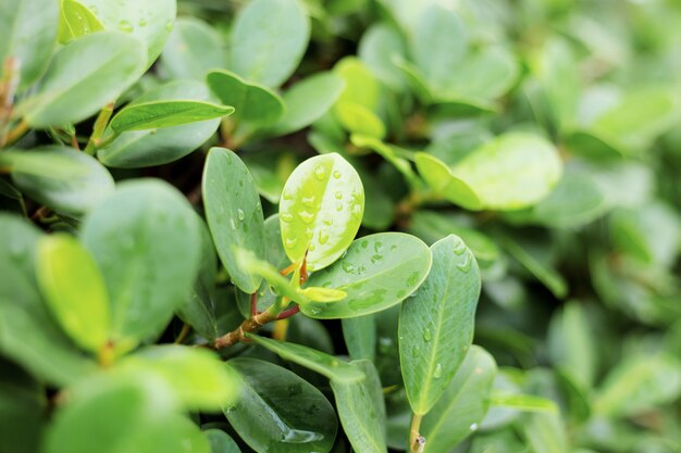 Hojas verdes en el parque.