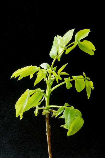 Hojas verdes y pequeñas flores de nogal.