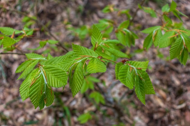 Hojas verdes Pequeño follaje verde en ramita