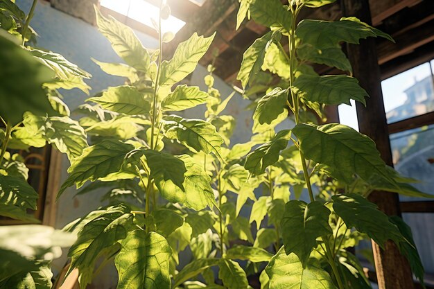 Hojas verdes de la planta de albahaca a la luz del sol Fondo verde natural