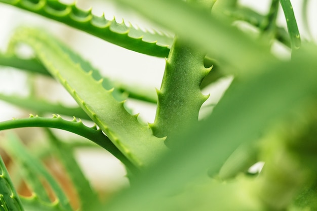 Hojas verdes de la planta de aloe de cerca