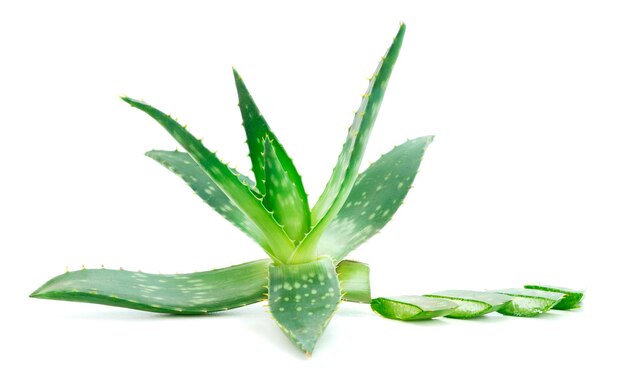 Hojas verdes de la planta de aloe de cerca