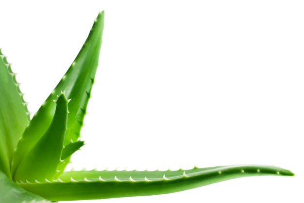 Foto hojas verdes de la planta de aloe de cerca