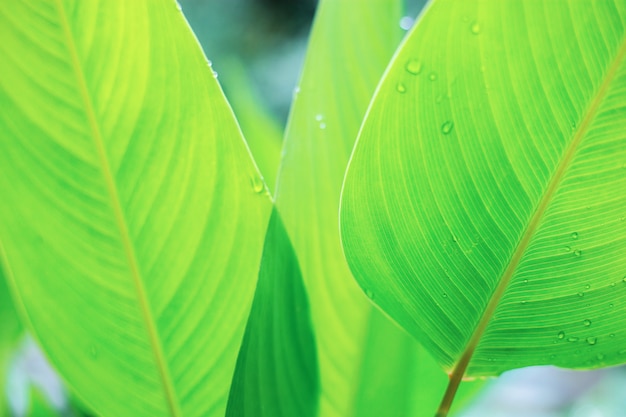 Hojas verdes de planta con amanecer