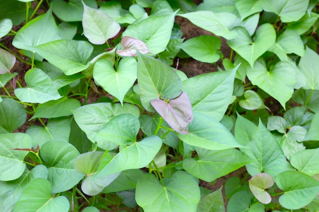 Hojas verdes de la planta de camote