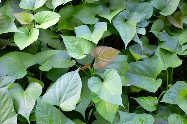 Hojas verdes de la planta de camote