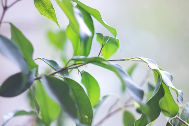 Hojas verdes de una planta casera bajo el sol