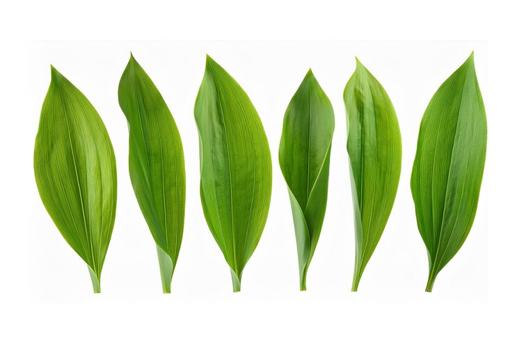 hojas verdes de una planta con un fondo blanco