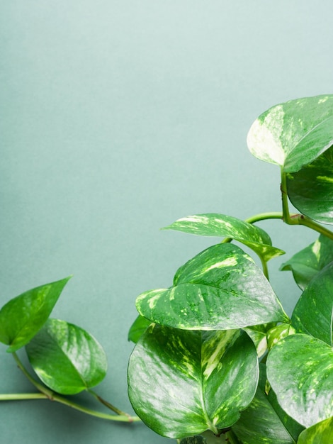 Hojas verdes de una planta de interior sobre un fondo verde. Blanco