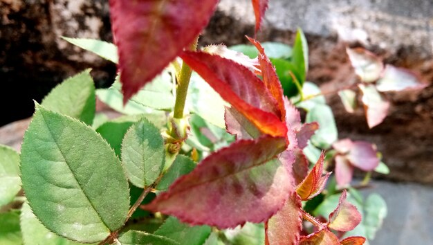 Hojas verdes de una planta en una maceta en un día soleado