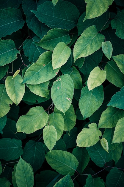 Hojas verdes de la planta de nudo japonés en el fondo verde de primavera.